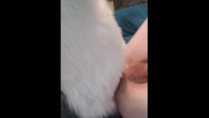 Moto breeding hunter, murruiter and pup, creampie