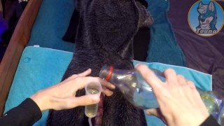 Large horse dildo inside a murrsuiter’s ass, and his butthole filled with his own piss