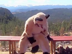fursuit sex 3